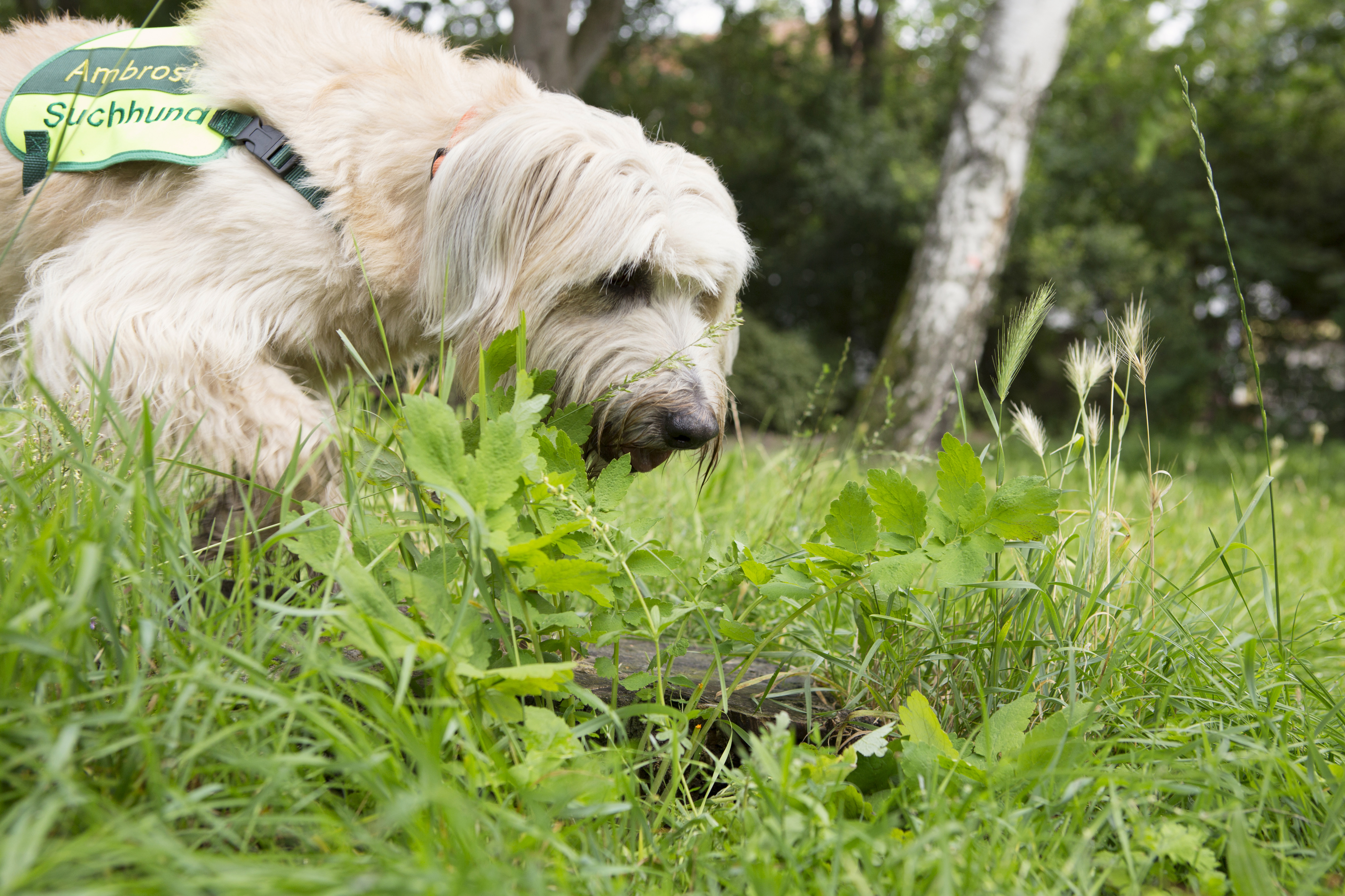 Ambrosia Detection Dog